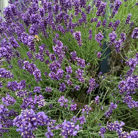 Vendégház Lawendowy Gosciniec Ii