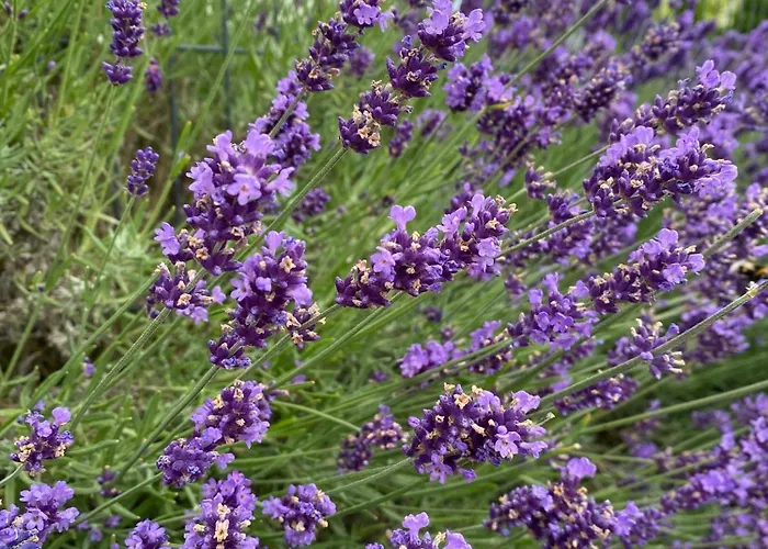 Vendégház Lawendowy Gosciniec Ii 3*